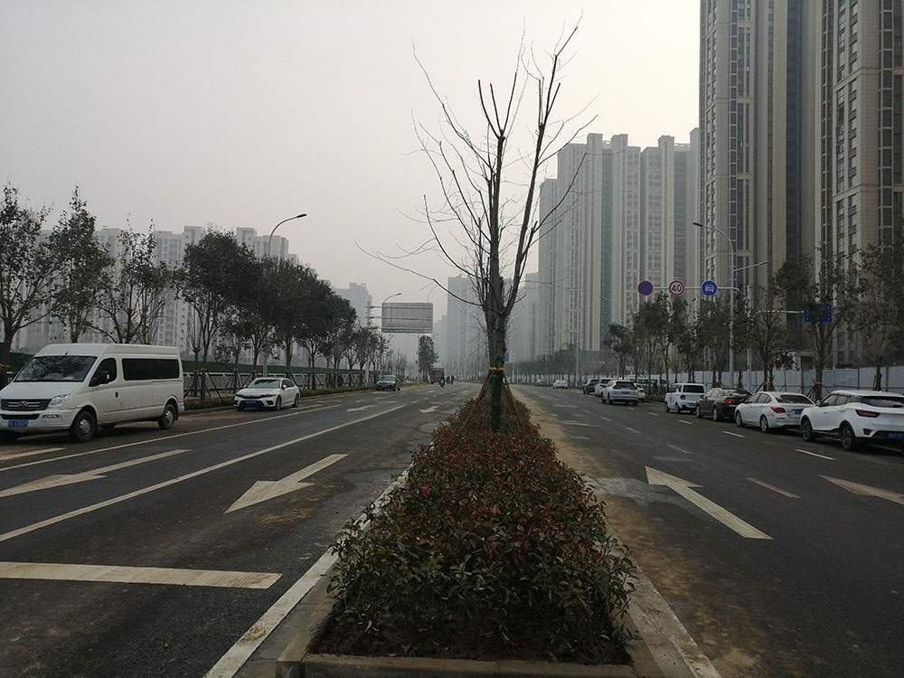 特事特辦、創(chuàng)造速度奇跡 --洛達(dá)路（中原路-穎河路）綠化工程完工
